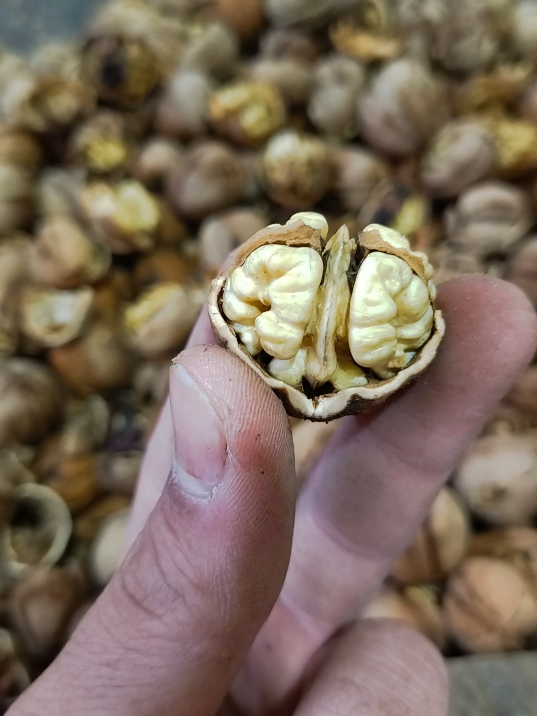 محصول ویژه ۱